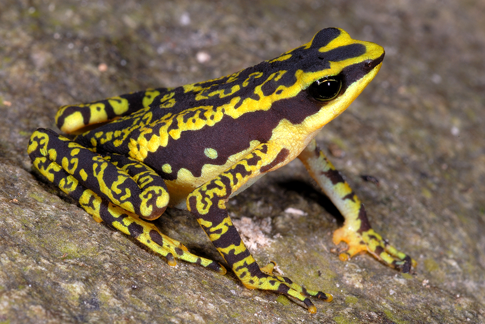 Żaba Atelopus cruciger
