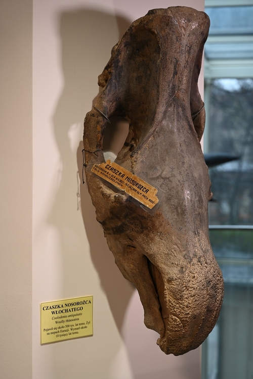 czaszka nosorożca włochatego na wystawie w muzeum